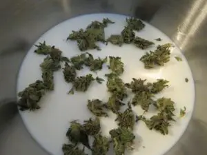 Infuse cannabis into milk