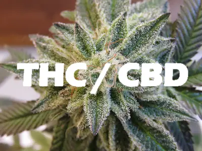 THC / CBD 