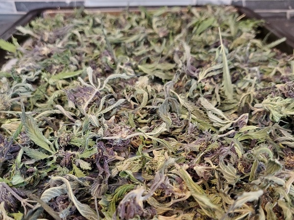 Cannabis trim from harvesting cannabis