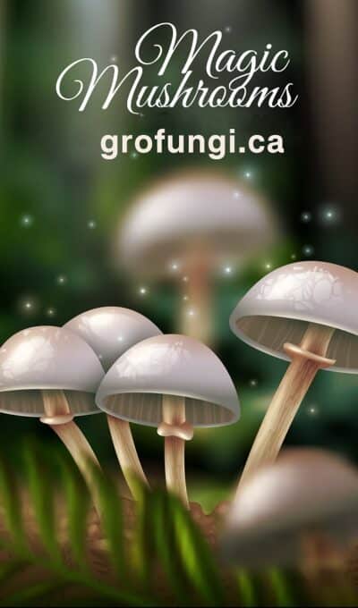 Magic Mushrooms GroFungi.ca